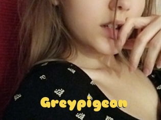 Greypigeon