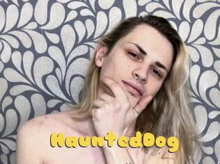 HauntedDog