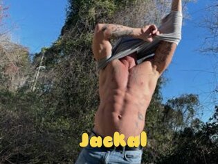 Jackal