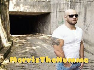 MorrisTheHumme